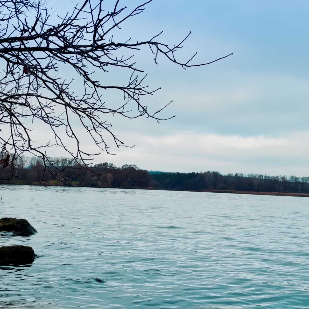 River scenery on cloudy dull day in autumn. Bare tree branch hanging on the water. Dark leafless forest on the waterfront at backdrop
