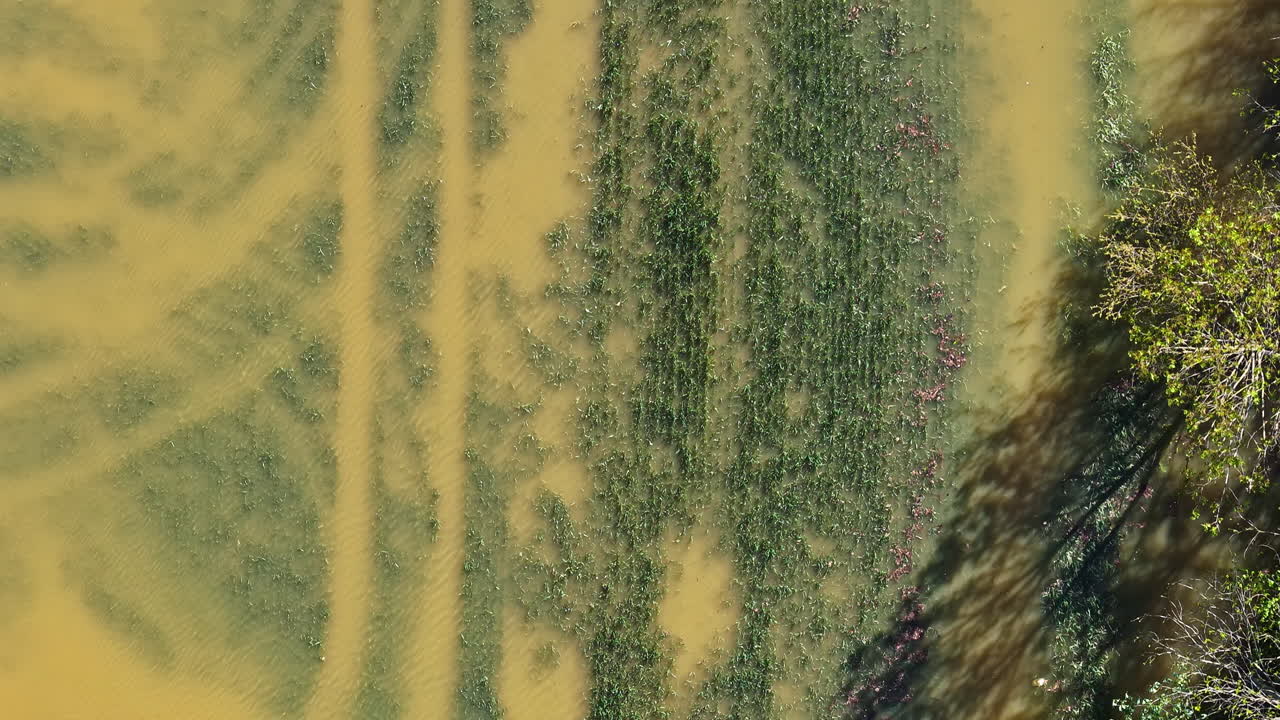 Aerial top-down view of a flooded green field bordering a lush green forest landscape.