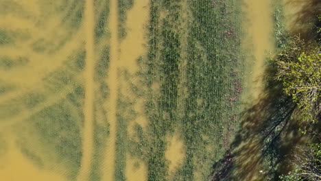 aerial top-down view of a flooded green field bordering a lush green forest landscape.