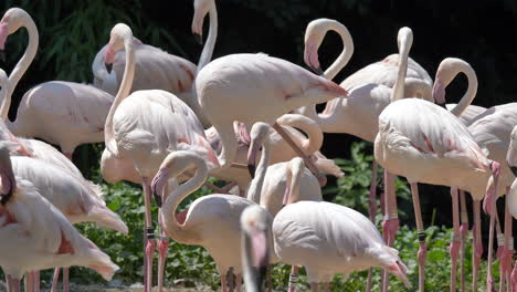 cerca de muchos flamencos rosas relajándose al aire libre durante el día soleado - prores 4k