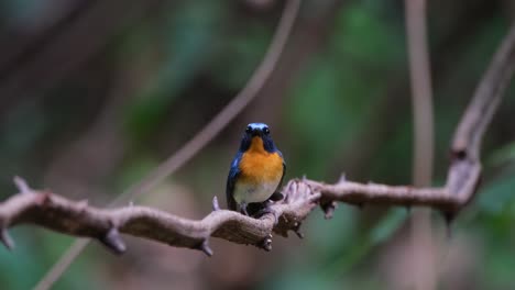 perched on a thorny vine looking towards the camera and then flies away to the right, indochinese blue flycatcher cyornis sumatrensis male, thailand