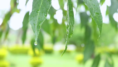 靠近新鲜的自然景观 植物的镜头 叶子的流水滴在地上 慢慢推进 揭示植物在美丽的自然背景 在明亮的日子