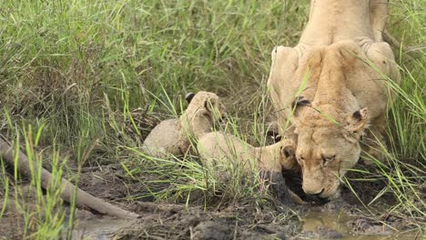 wide shot of a lioness drinking from a puddle wit her tow tiny cubs, greater kruger