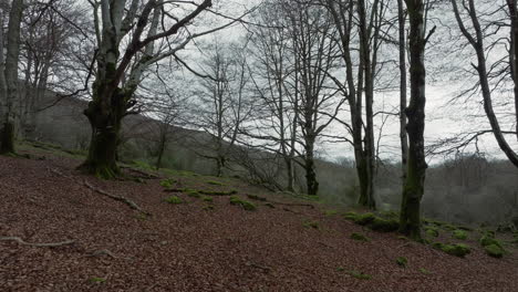 serene beech forest in autumn or winter