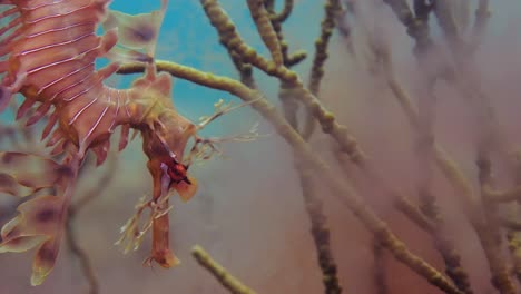 Leafy-Sea-Dragon-with-eggs-4k-slow-motion-South-Australia