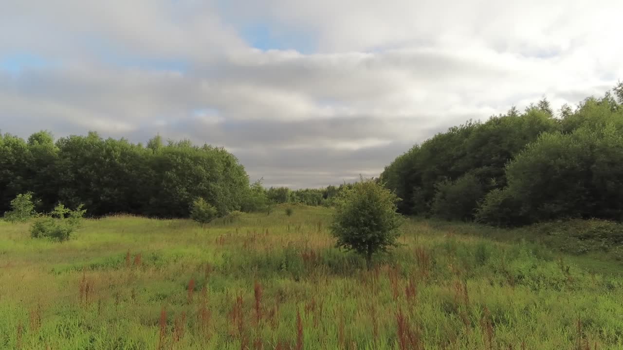 вид с воздуха, летящий низко над пышной зеленой вересковой травой луг дикая местность проходящий лес лесные деревья
