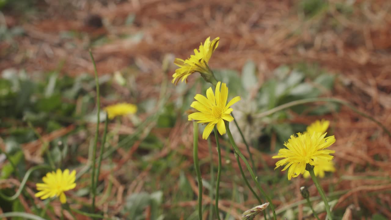 pocas flores amarillas que se balancean en el viento