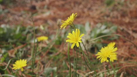 Ein-Paar-Gelbe-Blumen,-Die-Im-Wind-Schaukeln