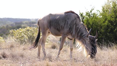 wild wildebeest grazing on field on a sunny day in south africa