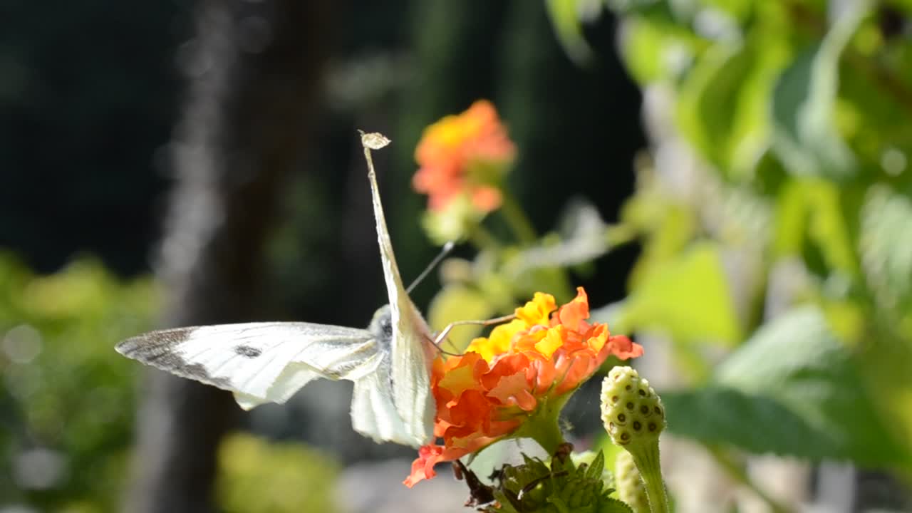 Farfalla, fiori