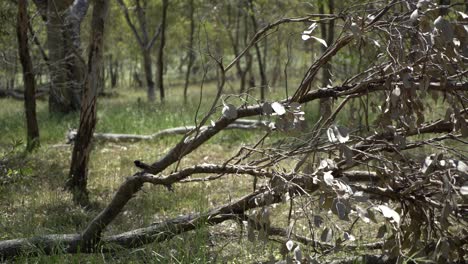 Small-Australian-bird-on-fallen-tree-branch-flying-away