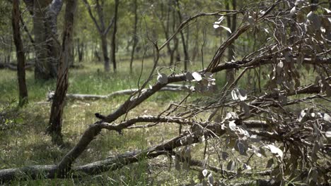 small australian bird on fallen tree branch flying away