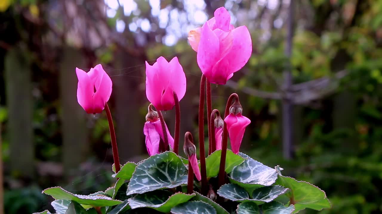 Beautiful Cyclamen plant growing outside in a plant pot