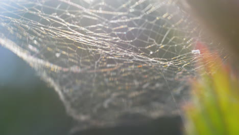 Spider-web-macro-shot-outdoors.-No-Spider