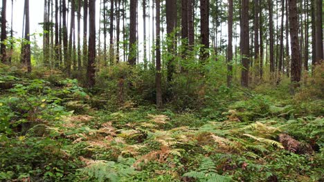 tall pine forest and ferns