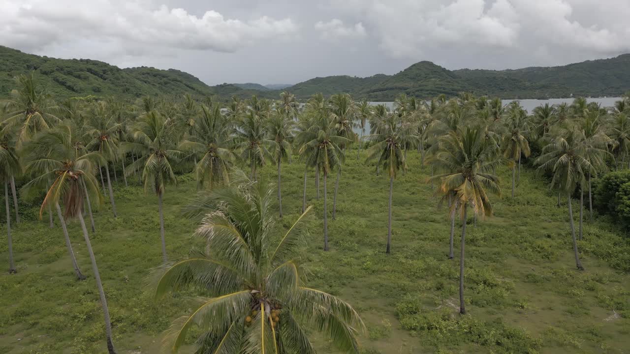 vuelo aéreo pacífico sobre el palmeral en las islas gili de lombok