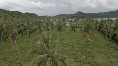 peaceful aerial flight over palm tree grove in gili islands of lombok