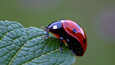 ladybug on a leaf