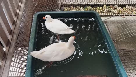 two white ducks in a container