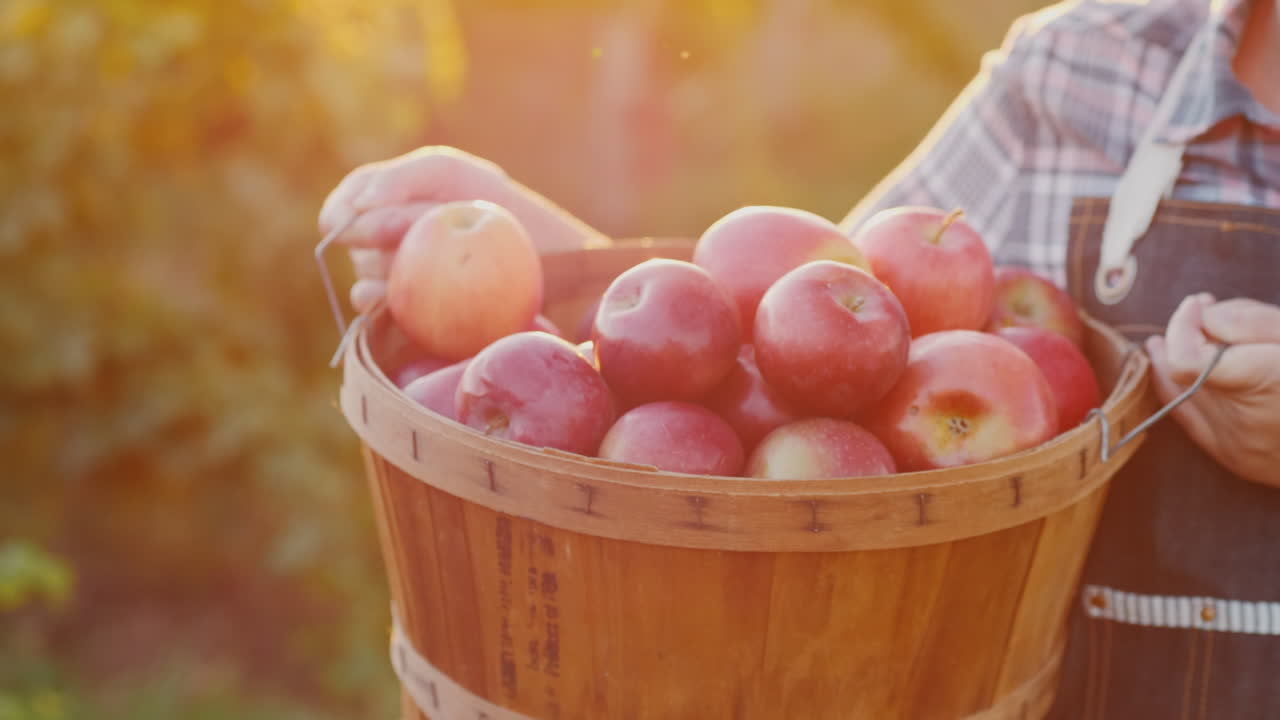 농부는 잘 익은 빨간 사과 작은 정원과 유기농 제품 컨셉으로 바구니를 들고 있습니다.