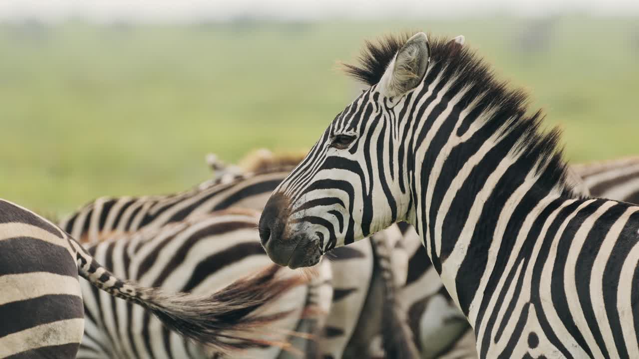 zebra retrato de cerca en serengeti en tanzania en áfrica, animales silvestres tiro de cebras durante la migración, migrando en el parque nacional de serengeti sobre animales africanos safari de vida silvestre
