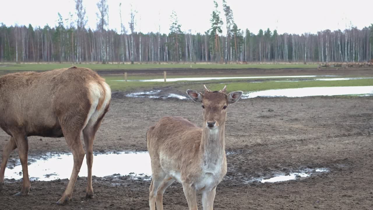closeup de lindos ciervos marrones en la naturaleza mirando lejos, detrás de un gran bosque, hay muchos animales