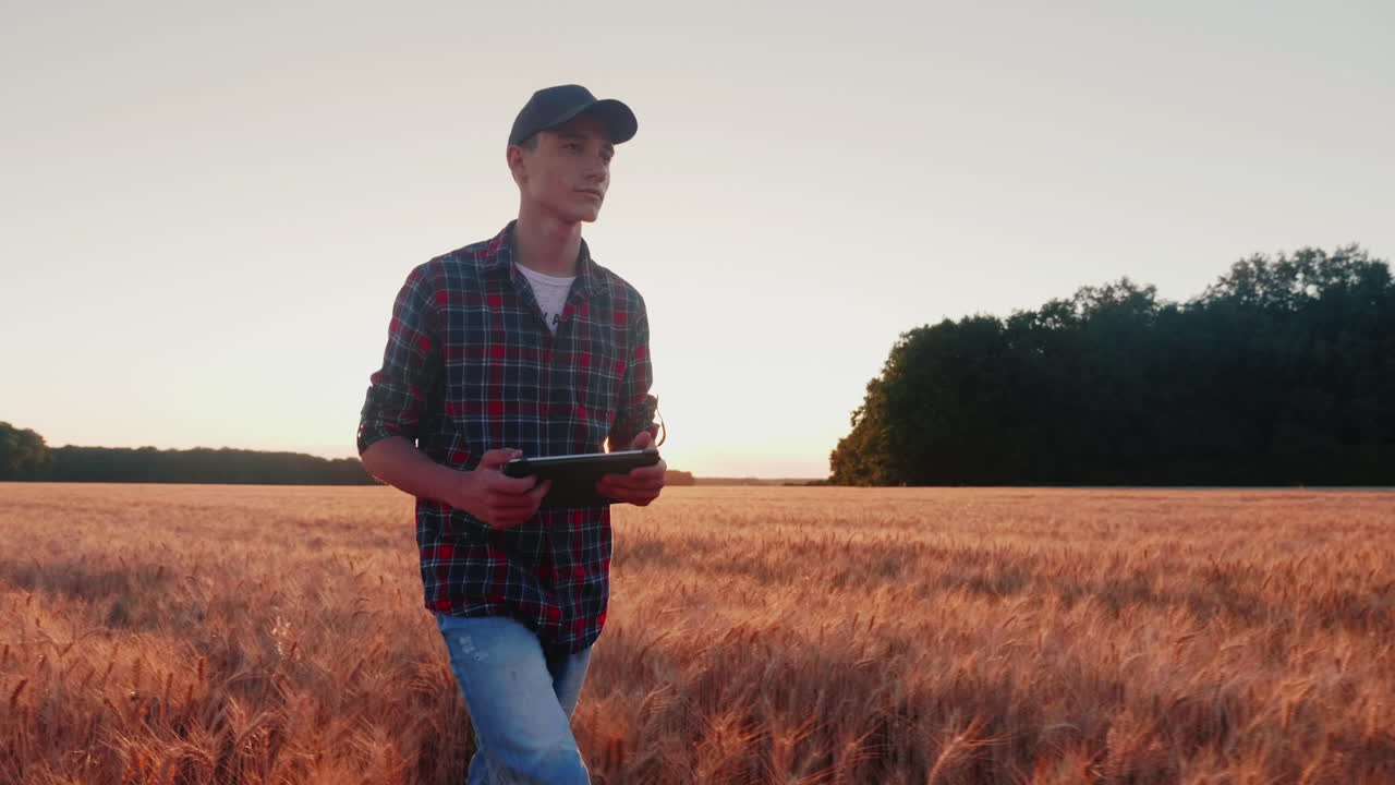 의도적인 남성 농부는 일몰 때 밀밭 사이로 길을 간다