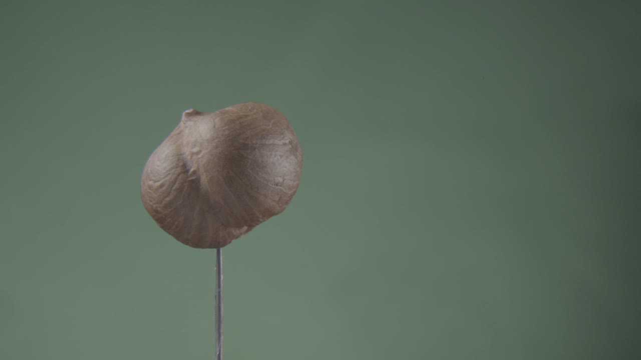 헤이즐은 크로마 키를 위해 그린 스크린에서 루프로 회전합니다.