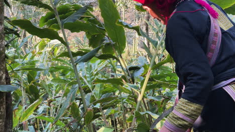 a black dao woman in traditional attire cuts herbs with a sickle in lush tả phìn vegetation