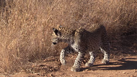 un leopardo joven se desliza a lo largo del borde de los arbustos hasta que encuentra a su madre y se acuesta a su lado en la sombra