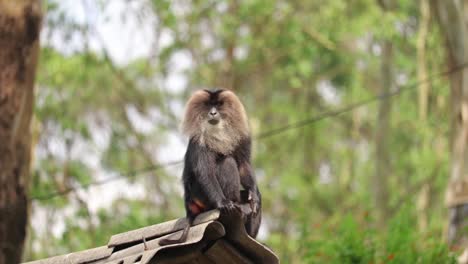 Macaco-De-Cola-De-León-Sentado-En-Un-Techo-Mirando-A-Su-Alrededor-Mientras-Mastica-Algo