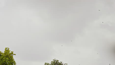 bandada de nacimientos volando en el cielo gris