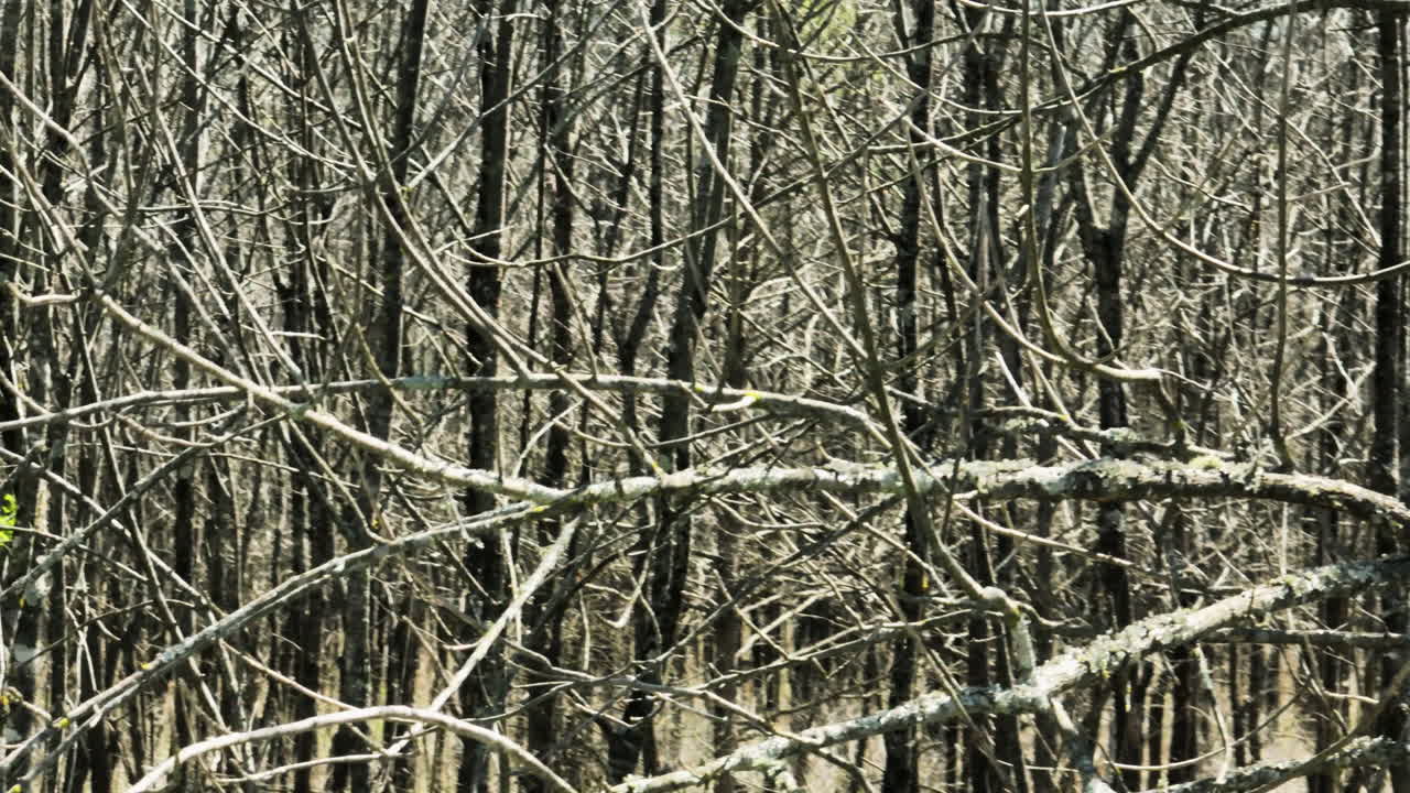 Dense bare branches in Bell Slough Wildlife Area, Arkansas, serene and natural setting, daylight
