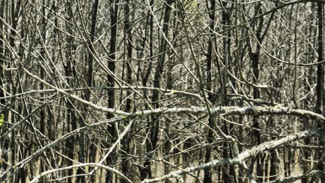 dense bare branches in bell slough wildlife area, arkansas, serene and natural setting, daylight