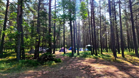 colorful tents set up in a sunlit forest clearing surrounded by tall trees