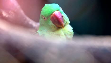 close up head of beautiful green parrot. it cute parrot.