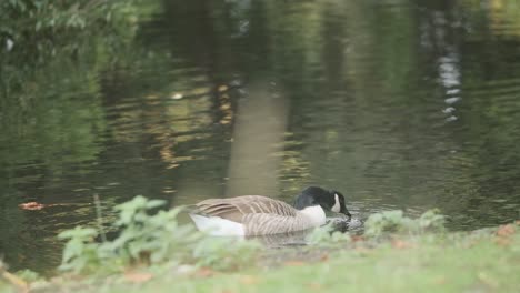 Canada-goose-drinking-water-in-a-pond-slow-motion