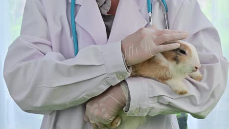 4k vet doctor hold and stroking the rabbit before health checkup