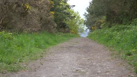 carrickgollogan park forest trail near dublin city in ireland