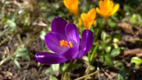 Zoom-En-La-Toma-De-Una-Colorida-Flor-Morada-A-La-Luz-Del-Sol