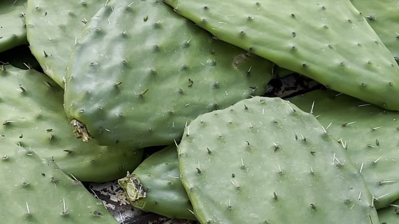 Primo piano di pale di cactus verdi fresche impilate insieme che mostrano la loro texture e le spine