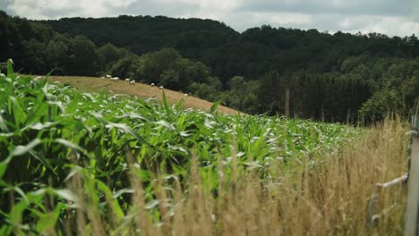 Herd-of-cows-grazing-in-field-with-crop-plants-in-foreground,-extreme-long-shot