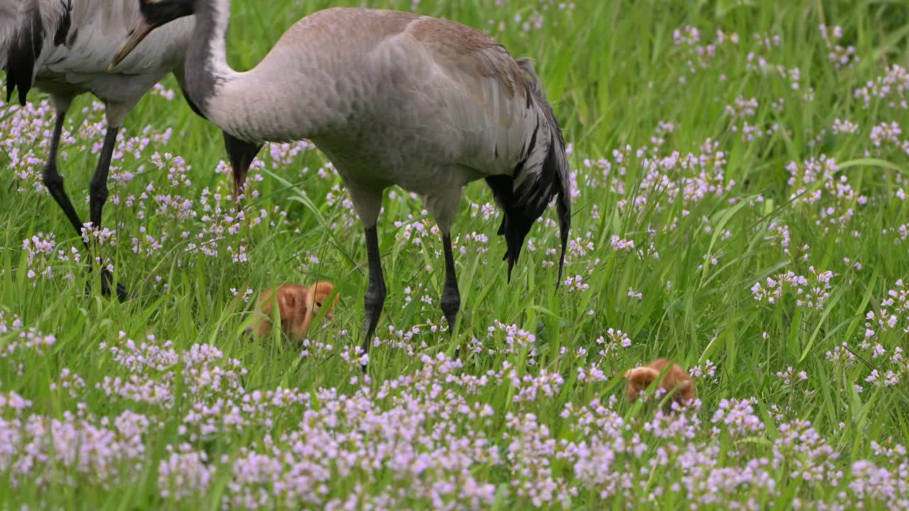 Grulla común Grus grus alimentando a sus polluelos en un prado verde en Noruega en verano, interacción cercana