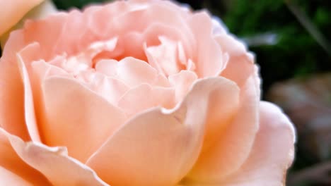 hermosa rosa rosa en el jardín de una casa