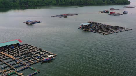 Aerial-view-of-a-thriving-traditional-offshore-fish-farms,-with-floating-cages-and-nets-teeming-with-marine-life,-connected-by-wooden-walkways-in-the-brackish-waters