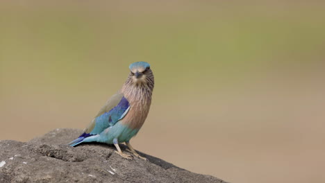 hermoso rodillo indio un pájaro colorido se sienta tomando el sol de la mañana con un fondo verde claro