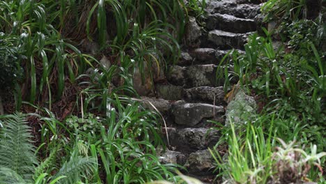 Steps-in-dense-forest-leads-upward-into-the-unknown