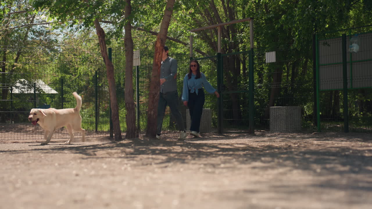 Dueños y labradores disfrutan en el parque; labradores dinámicos interactúan al aire libre con dueños de mascotas entusiastas; dueños de perros entusiastas y labradores vivarachos se reúnen en espacios recreativos con sombra para divertirse.