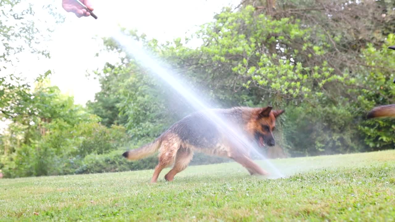 toma de slomo cinematográfica de dos perros pastores alemanes siendo rociados con una manguera de agua, cámara lenta, perro