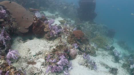 Sneaking-Up-Behind-Camouflaged-Cuttlefish-Hovering-in-Clear-Ocean-Sea